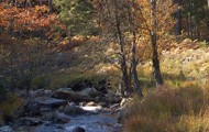 1natur190.jpg