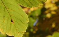 2natur190.jpg