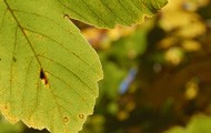 2natur190.jpg