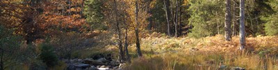 1natur470.jpg