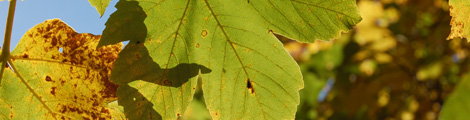2natur470.jpg