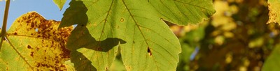 2natur470.jpg
