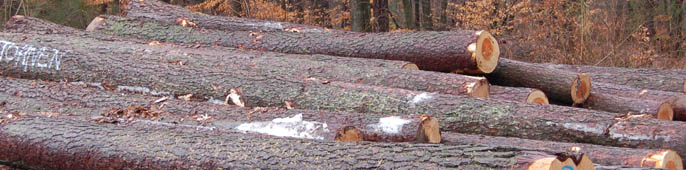 kiefernstammholz.jpg