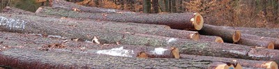 kiefernstammholz.jpg
