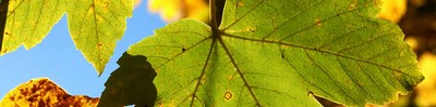 natur8.jpg